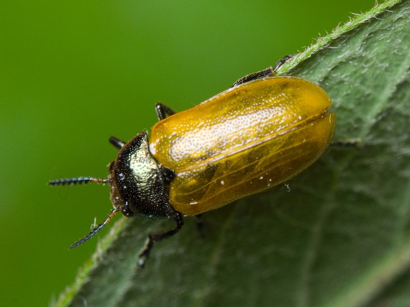Labidostomis cyanicornis (Germar, 1822)